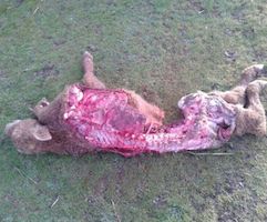UPA denuncia un nuevo ataque de lobos en Melgar de Yuso